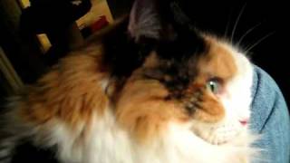 Tenny the Calico Cat