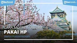 5 Tips Memotret Bunga Sakura di Jepang Bermodal Ponsel