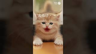 子猫が猫用ドアに初挑戦→出られないｗ【猫あるある｜AIアニメ】