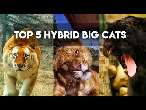 TOP 5 HYBRID BIG CATS