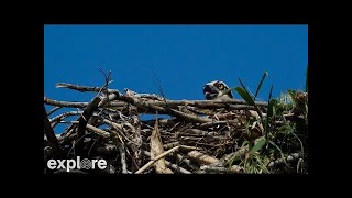 Osprey Nest Branch View - Bremen, Maine Highlights