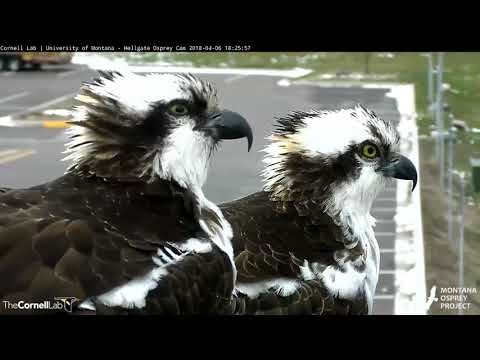 Iris's Return To Hellgate (Edited) – April 6, 2018