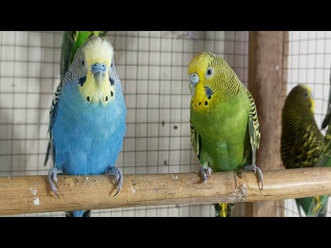 Experience the MOST RELAXING 4 Hours of Budgies Bird Sound EVER!