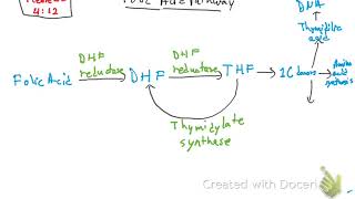 Folic Acid Pathway and Methotrexate