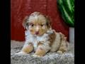 Miniature Australian Shepherd dogs for sale: Zack - Video 1