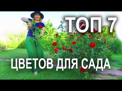 Самые популярные многолетние цветы для сада.