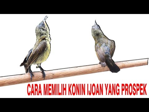 Ijoan Novyj Trend Smotret Onlajn Na Sajte Trendovi Ru