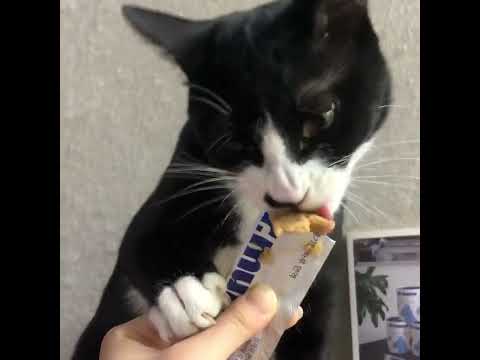 닥터뮨 젤리캣 면역 영양제_연어