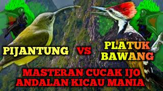 Download lagu MASTERAN CUCAK IJO, PIJANTUNG,PELATUK BAWANG.#burung #kicaumania #cucakijogacor #cucakijo #kicau mp3