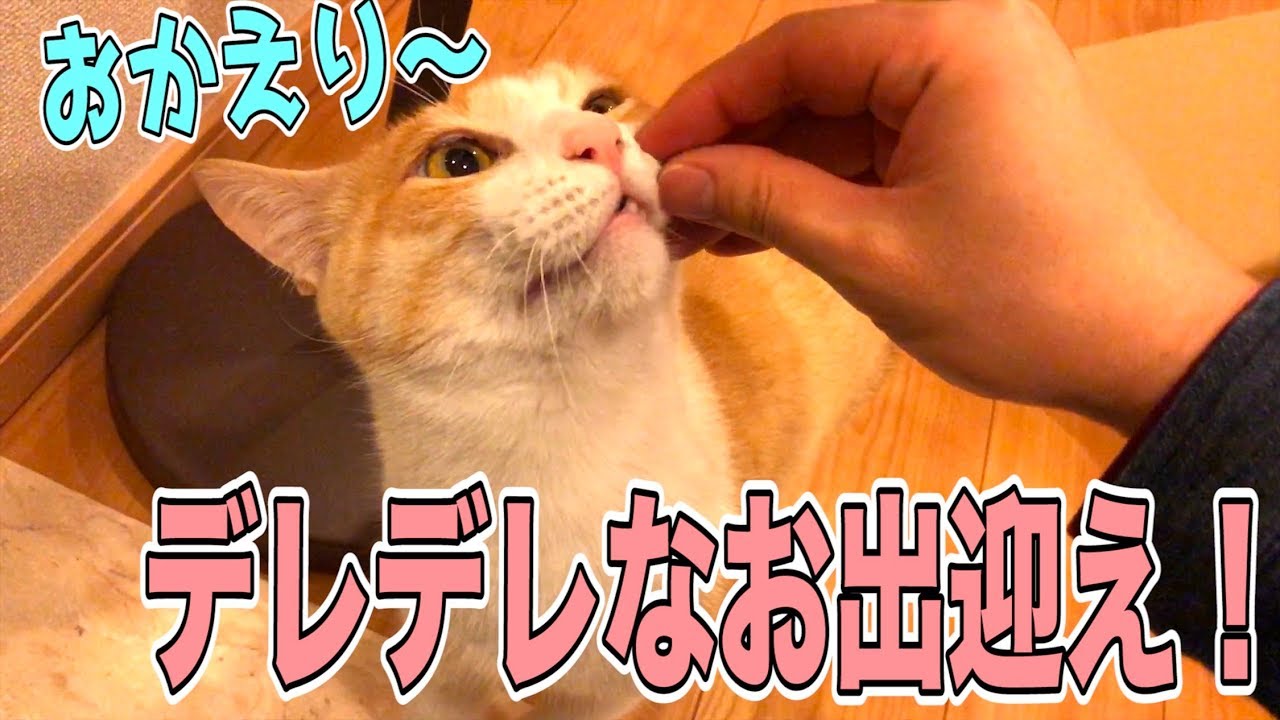 帰宅した飼い主を順番にお出迎えする猫たちが可愛すぎたwww