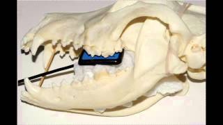 Standard Canine Dental Radiography