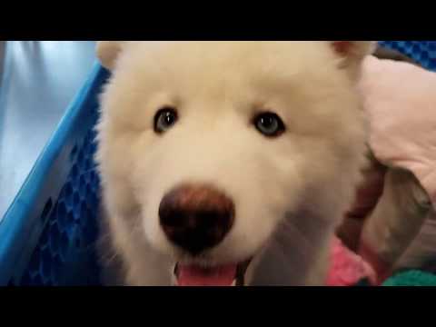 Husky Puppy Goes Shopping