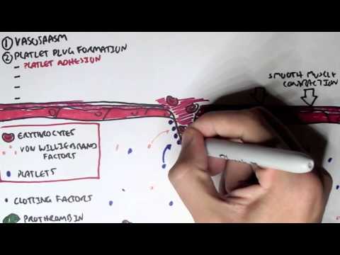 Gastric Acid Physiology Secretion Ulcers Acid Reflux and Treatment