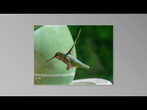 Hummingbirds New Season 3:2021