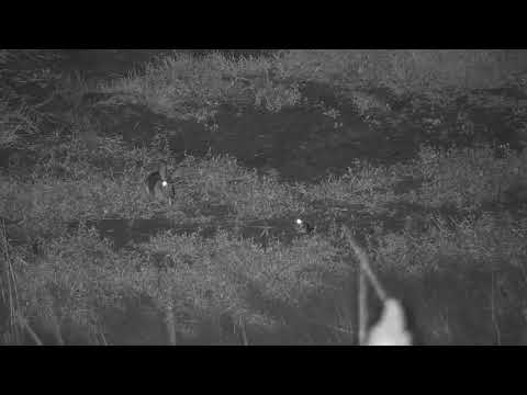 Djuma: Scrub Hare and Fiery-necked nightjar - 22:40 - 03/25/19