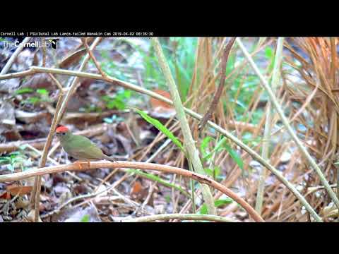 Immature Male Lance-tailed Manakin Practices Dancing – April 2, 2019