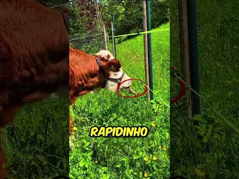 Essa Cerca Assusta Desligada