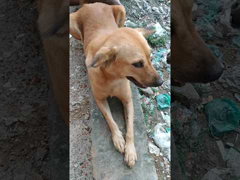 ভাল্লাগে||Chela Tor prema porar karon|#village #dog #youtubeshorts #Arjohi Green