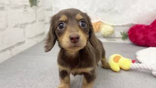 カニンヘンダックスフンドの動画01