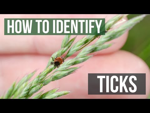 マダニの見分け方 - マダニの識別