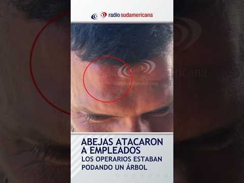 🐝 #Corrientes #Capital | Operarios que talaban un árbol fueron atacados por abejas