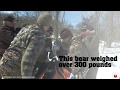 Black Bear Research With Thompson Center
