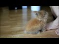 Ewok (Lionhead bunny) doing some tricks 