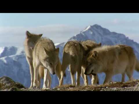 If I were an Animal - THE WOLF| Full Episode 39 | Wild Animal World