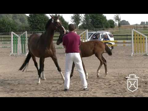 RD107 Stutfohlen von Connor - Paramount - Lord