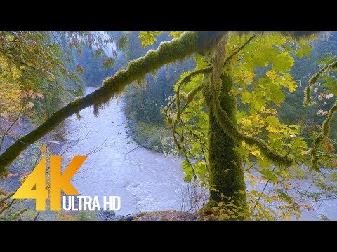Autumn River Sounds - Relaxing Nature Video in 4K with Beautiful Forest Fall Colors - Part #2