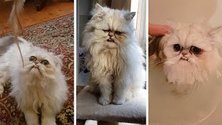 Grumpy-Looking Cat Has Fangs