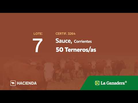 Lote Terneros/as Sauce