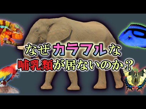 哺乳類の顎はどのように進化したのか