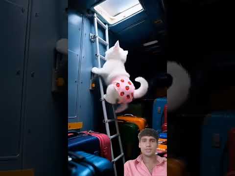 🐱🔥🛫 Kitten Secretly Flies Plane- Giant Cat Dad Saves the Day!