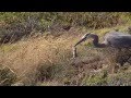 Heron Eats Swallows Squirrel Alive