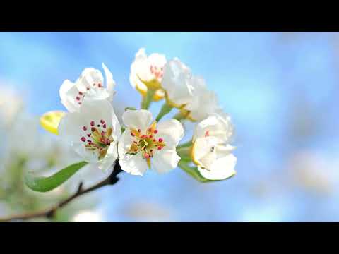 God van trouw (Opwekking 542)