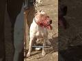 Dogo Argentino salvo a 2 niñas de ser devoradas por un puma #shorts #animales #amor #alejoigoa