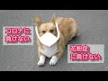 花粉所にもコロナウイルスにも負けない