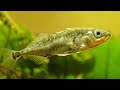 Facts: The Stickleback