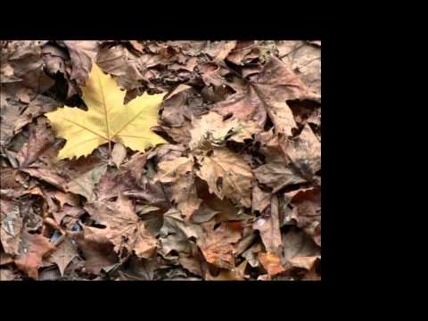 A Boca Sujou || Daúde