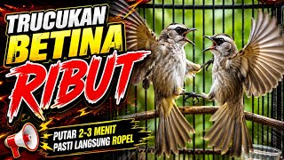 Download lagu SUARA BURUNG TRUCUKAN BETINA RIBUT MANGGIL JANTAN mp3
