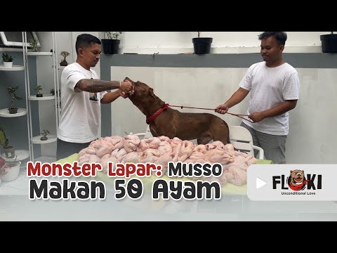 MUSSO MUKBANG 50 CHICKENS ‼️