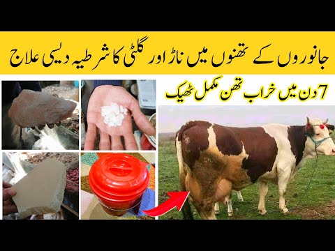 Janwaron ke than me naar aur gilti ban jana | Indigenous treatment for inflammation of the vagina...