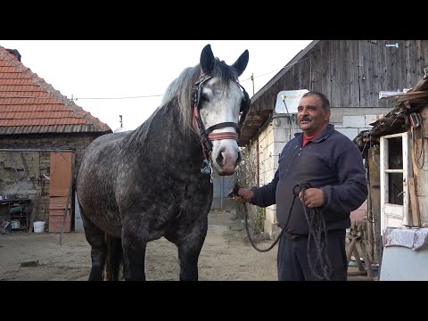 Iepele lui Ion de la Bucovat, Timis - 2022 Nou!!!