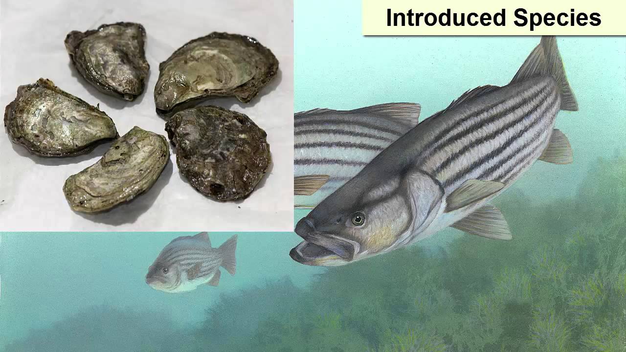 Marine Environmental Challenges