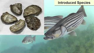 Marine Environmental Challenges