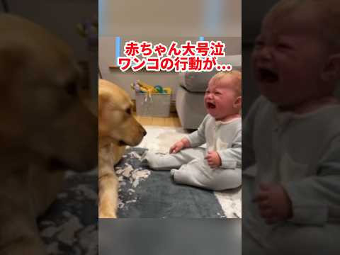 イヌコンゴウインコについて詳しく解説