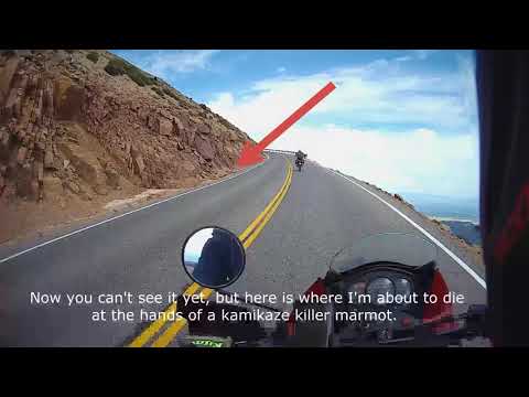 Killer Kamikaze Marmot Incident on Pike's Peak