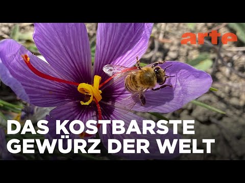 Safran aus Griechenland | Die Welt der Gewürze | ARTE Fernweh