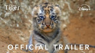 Tiger | Official Trailer | Disney+